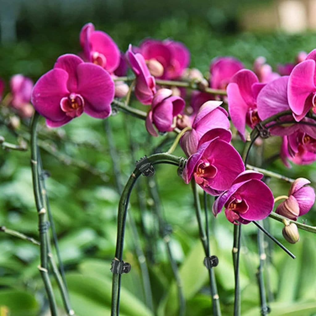 10/20/50 ชิ้นพืชปีนเขา Fix คลิปผีเสื้อ Orchid ดอกไม้สนับสนุน Clamp ผลไม้ผัก Stem Fastener รูปที่ 8