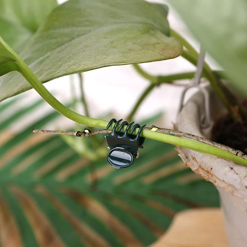 10/20/50 ชิ้นพืชปีนเขา Fix คลิปผีเสื้อ Orchid ดอกไม้สนับสนุน Clamp ผลไม้ผัก Stem Fastener รูปที่ 6