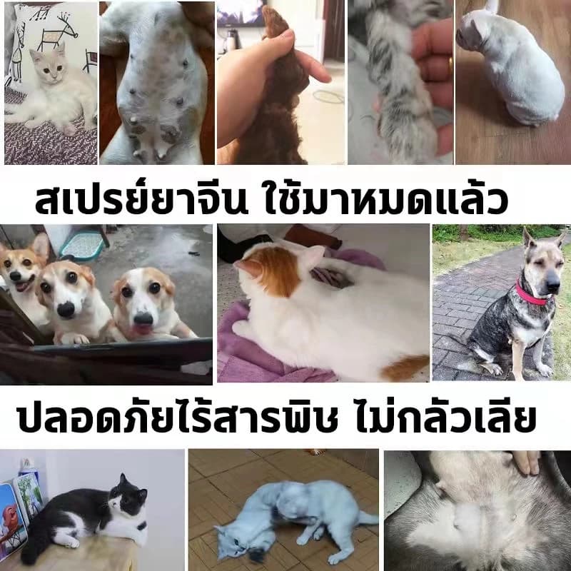 ขวดเดียว เอาอยู่! แก้ปัญหาผิวหนังสัตว์เลี้ยงได้ 99%NANA สเปรย์ผิวหนังสัตว์เลี้ยง ขี้เรื้อน เรื้อน แผลสุนัข ใช้ได้ทั้งสุนัข แมว และสัตว์เลี้ยงอื่น ๆ รูปที่ 6