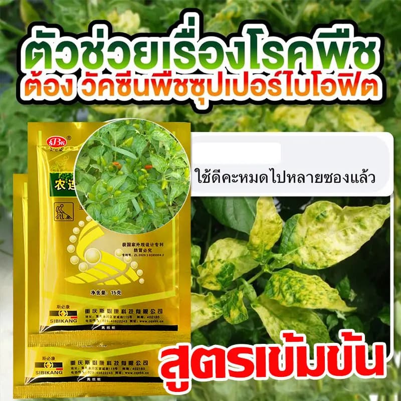 ซื้อ 1 แถม 1 วัคซีนพืช ป้องกัน พริกเน่า โรคกุ้งแห้ง ผลไม้เน่า รากเน่า ใบหงิก ใบเหลือง โรคพริก เชื้อรา ไวรัส รูปที่ 4