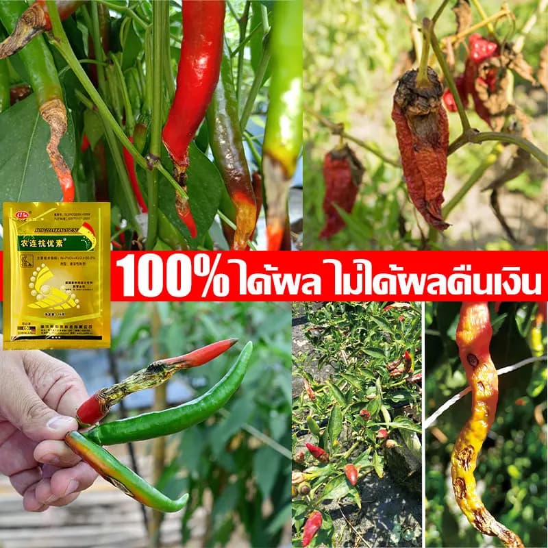 ซื้อ 1 แถม 1 วัคซีนพืช ป้องกัน พริกเน่า โรคกุ้งแห้ง ผลไม้เน่า รากเน่า ใบหงิก ใบเหลือง โรคพริก เชื้อรา ไวรัส รูปที่ 7