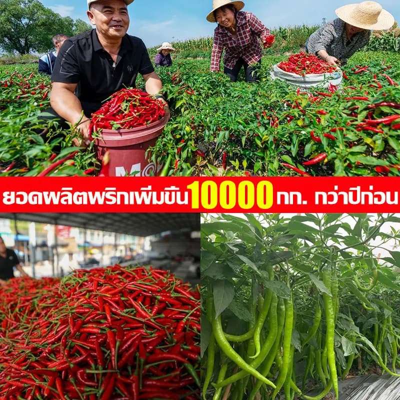 ซื้อ 1 แถม 1 วัคซีนพืช ป้องกัน พริกเน่า โรคกุ้งแห้ง ผลไม้เน่า รากเน่า ใบหงิก ใบเหลือง โรคพริก เชื้อรา ไวรัส รูปที่ 6