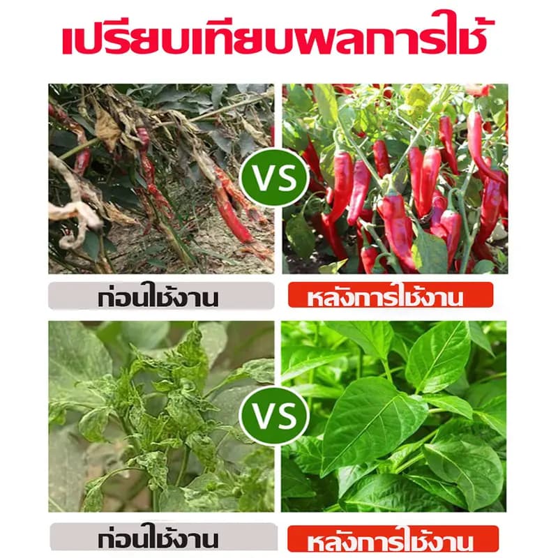 ซื้อ 1 แถม 1 วัคซีนพืช ป้องกัน พริกเน่า โรคกุ้งแห้ง ผลไม้เน่า รากเน่า ใบหงิก ใบเหลือง โรคพริก เชื้อรา ไวรัส รูปที่ 5