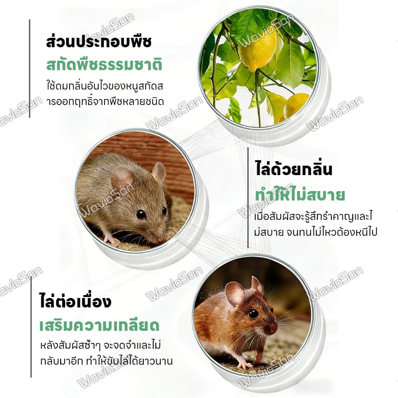 ขับไล่หนูอย่างต่อเนื่องUM สเปรย์ไล่หนู ยาไล่หนู เจลไล่หนู 680ml เหมาะสำหรับรถยนต์ ห้องเครื่อง และใช้ภายในบ้าน สูตรปลอดภัย รูปที่ 5