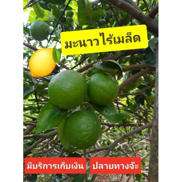 มะนาวไร้เมล็ด สดใหม่จากต้น ไร้สารเคมี รูปที่ 7