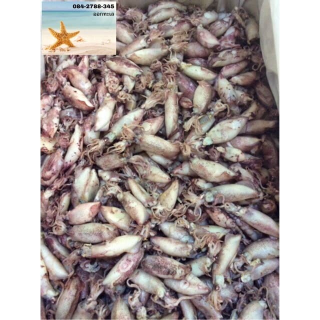 หมึกกะตอยต้ม แพ็คสูญญากาศ สินค้าทำใหม่ๆๆ รูปที่ 2