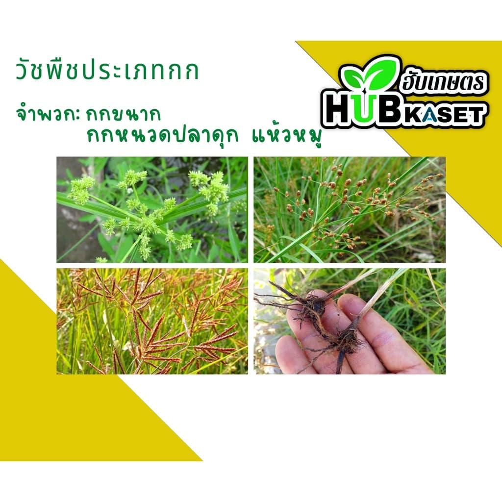 เอชโซนัด95 ตราหมาแดง 1กิโลกรัม กำจัดหญ้าใบกว้าง และกกต่างๆ รูปที่ 5