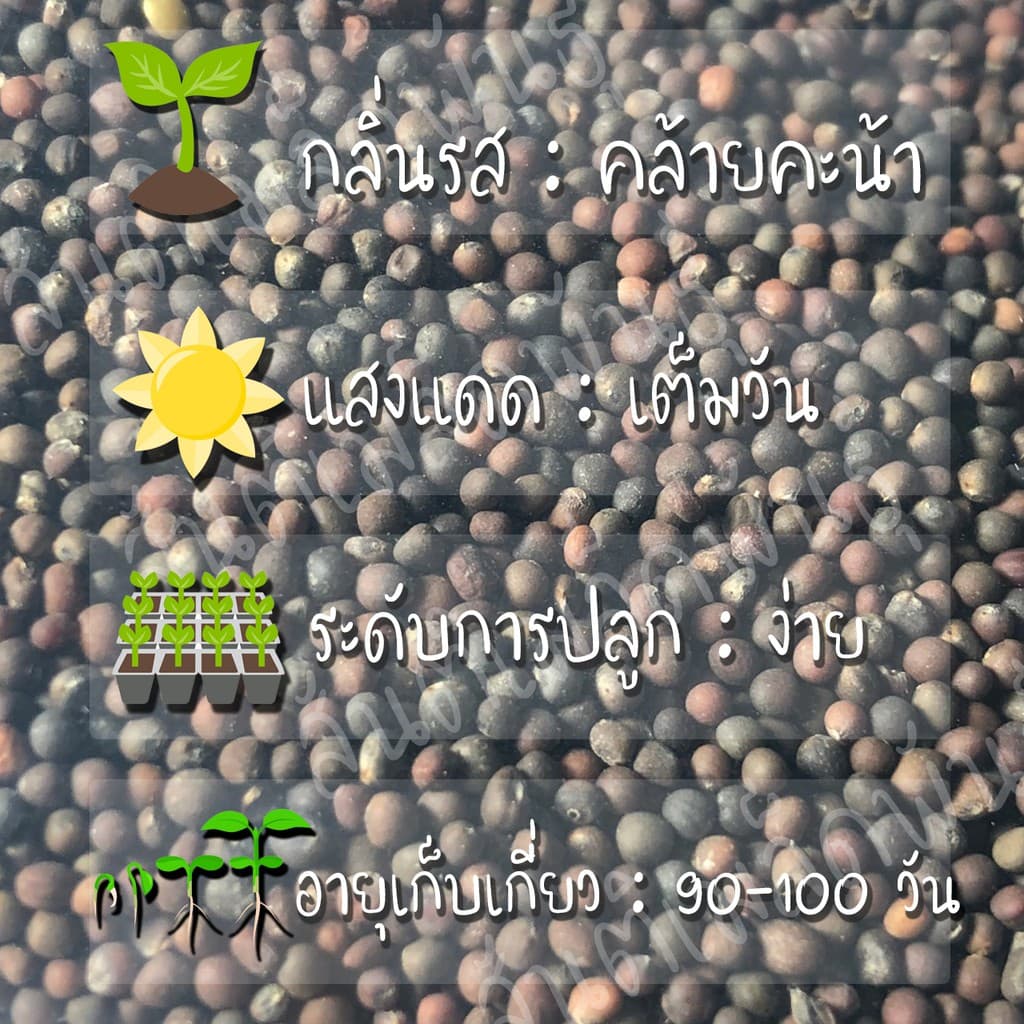 เมล็ดพันธุ์ กะหล่ำดาว 250เมล็ด Brussels sprouts Seed เมล็ดพันธุ์แท้100% นำเข้าจากต่างประเทศ ปลูกผัก สวนครัว ผัดกะหล่ำดาว รูปที่ 2