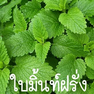 ใบมิ้นท์ฝรั่งถูกที่สุด10 บ.เมล็ดพันธุ์ใบมินท์ฝรั่ง 50 เมล็ดงอกง่ายโตไวพุ่มใหญ่หอมสดชื่น รูปที่ 1