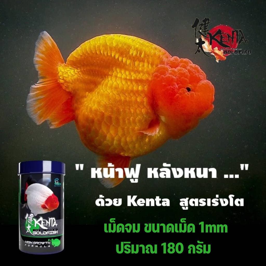 Set สุดคุ้มอาหารปลาทอง Kenta สูตรเร่งโต ท้องไม่อืด และขับลม แก้ปลายหงายท้อง รูปที่ 5
