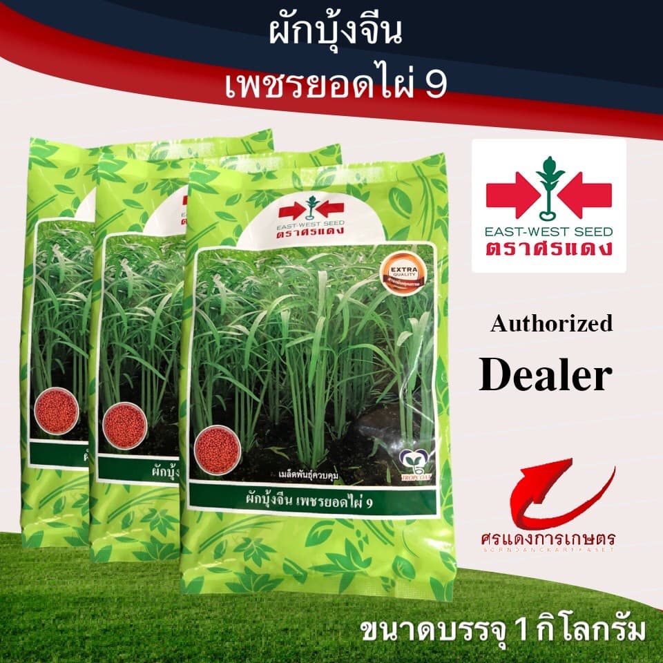 เมล็ดพันธุ์ ผักบุ้งเพชรยอดไผ่ 1kg รูปที่ 1