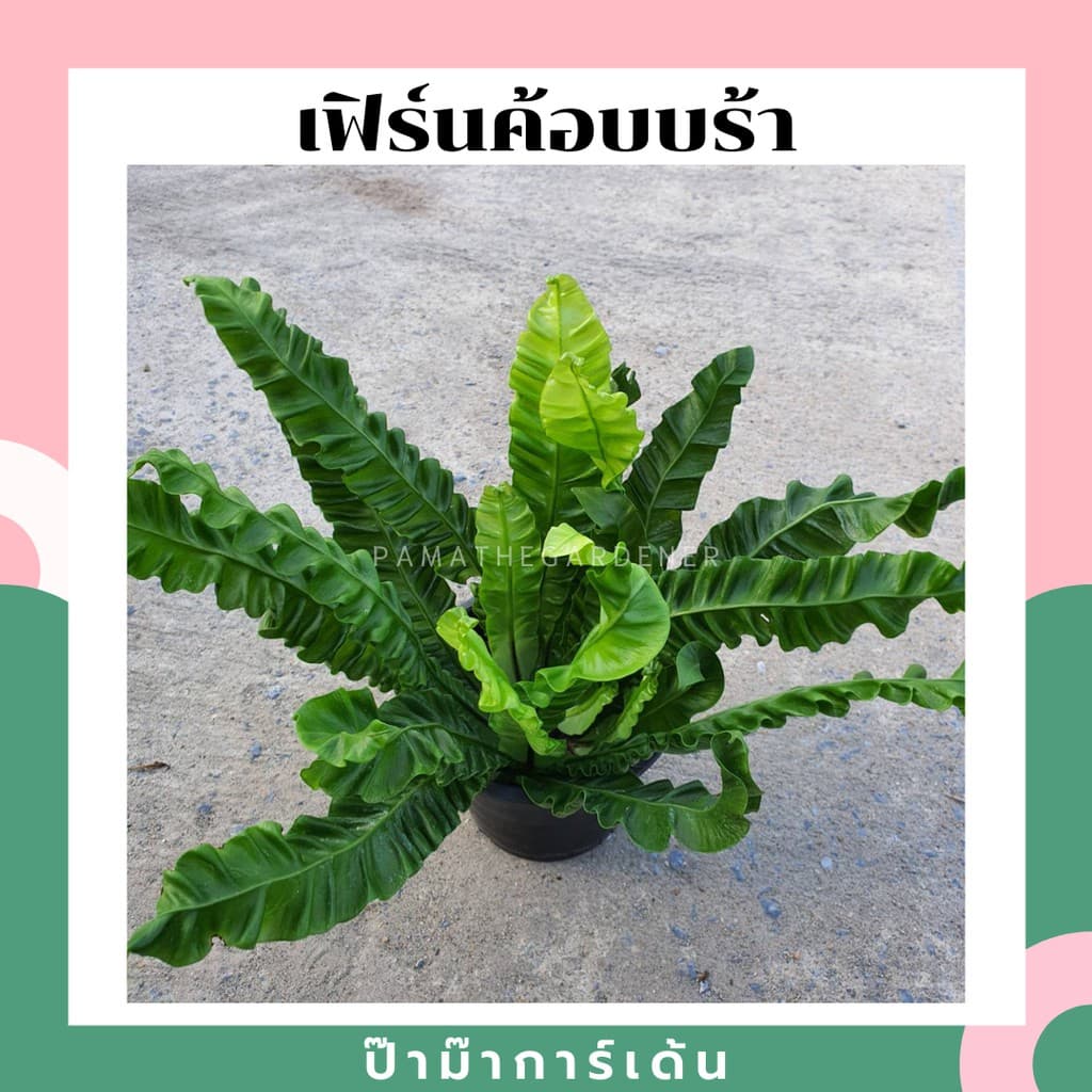 เฟิร์นคอบบร้า ในกระถางพร้อมตั้ง รูปที่ 1