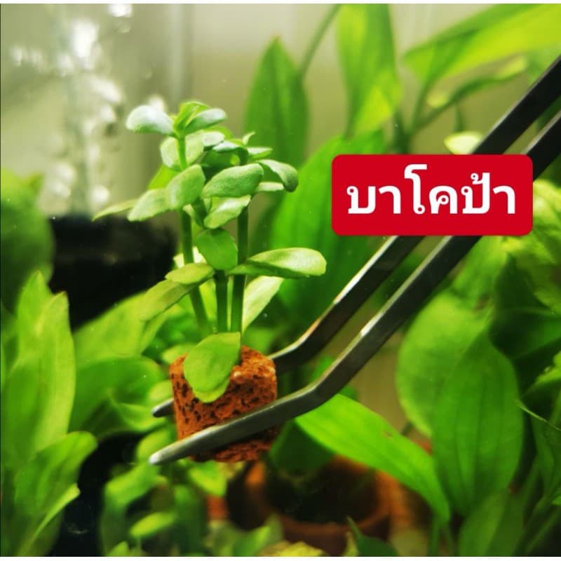 ไม้น้ำ​ แต่ง​ตู้ปลา​ ซื้อ10แถม1ต้นแถมร้านเลือกให้ รูปที่ 4