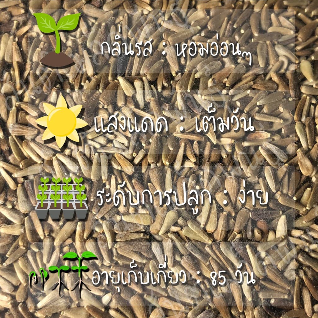 เมล็ดพันธุ์ ดอกแอสเตอร์ คละสี 200เมล็ด Powder Puff Aster Flower Seed เมล็ดพันธุ์แท้100%นำเข้าจากต่างประเทศ ปลูกดอกไม้งาม รูปที่ 2