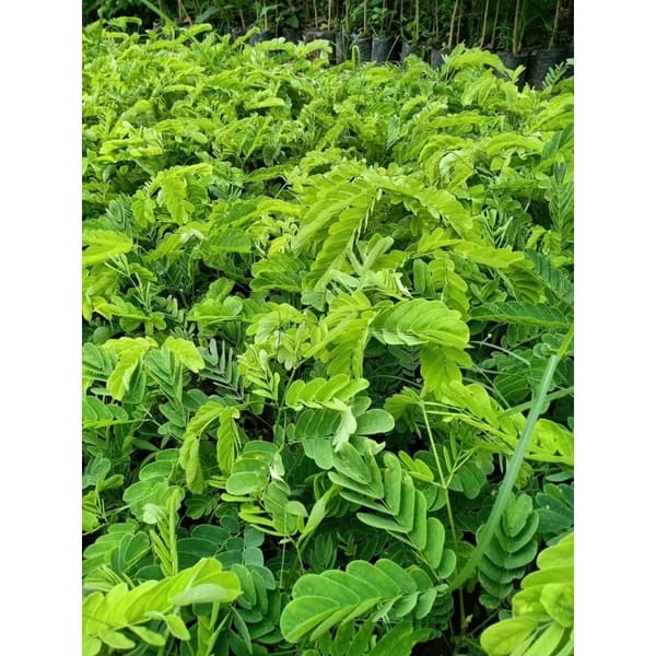 ต้นพฤกษ์ ต้นอีซึก ต้นมะคึด หรือต้นจามจุรีสีทอง กินยอดได้ สูง 10-15 เซนติเมตร ‼หากเสียหายเครมฟรี ไม่มีค่าใช้จ่าย‼ รูปที่ 2