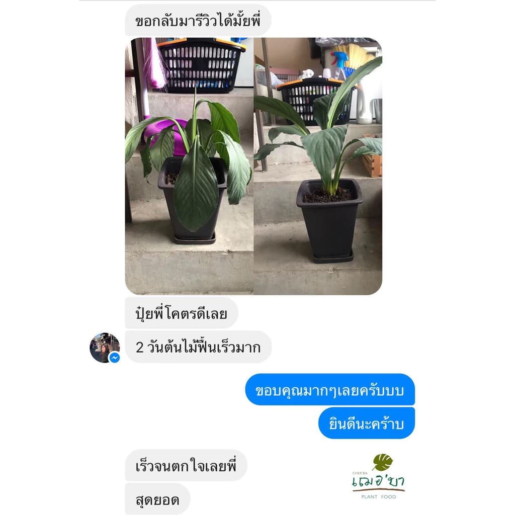 เฌอบา อาหารเสริมต้นไม้ บำรุงกิ่ง ก้าน ใบ แบบขวดสเปรย์ สเปรย์บำรุงใบ สเปรย์บำรุงต้นไม้ อาหารพืช ต้นไม้ รูปที่ 5