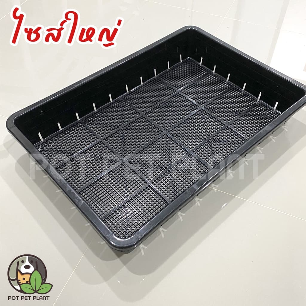[ขั้นต่ำ2ใบ] ถาดเพาะต้นอ่อน ถาดไดโซะ ปลูกแคคตัส (แบบโปร่ง) - 0256