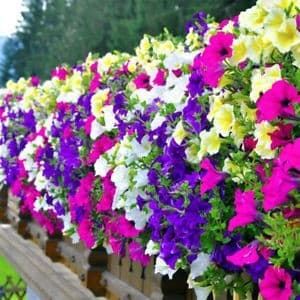 เมล็ดพันธุ์ ดอกพิทูเนีย คละสี 1000 เมล็ด ปลูกง่าย ปลูกได้ทั่วไทย รูปที่ 6