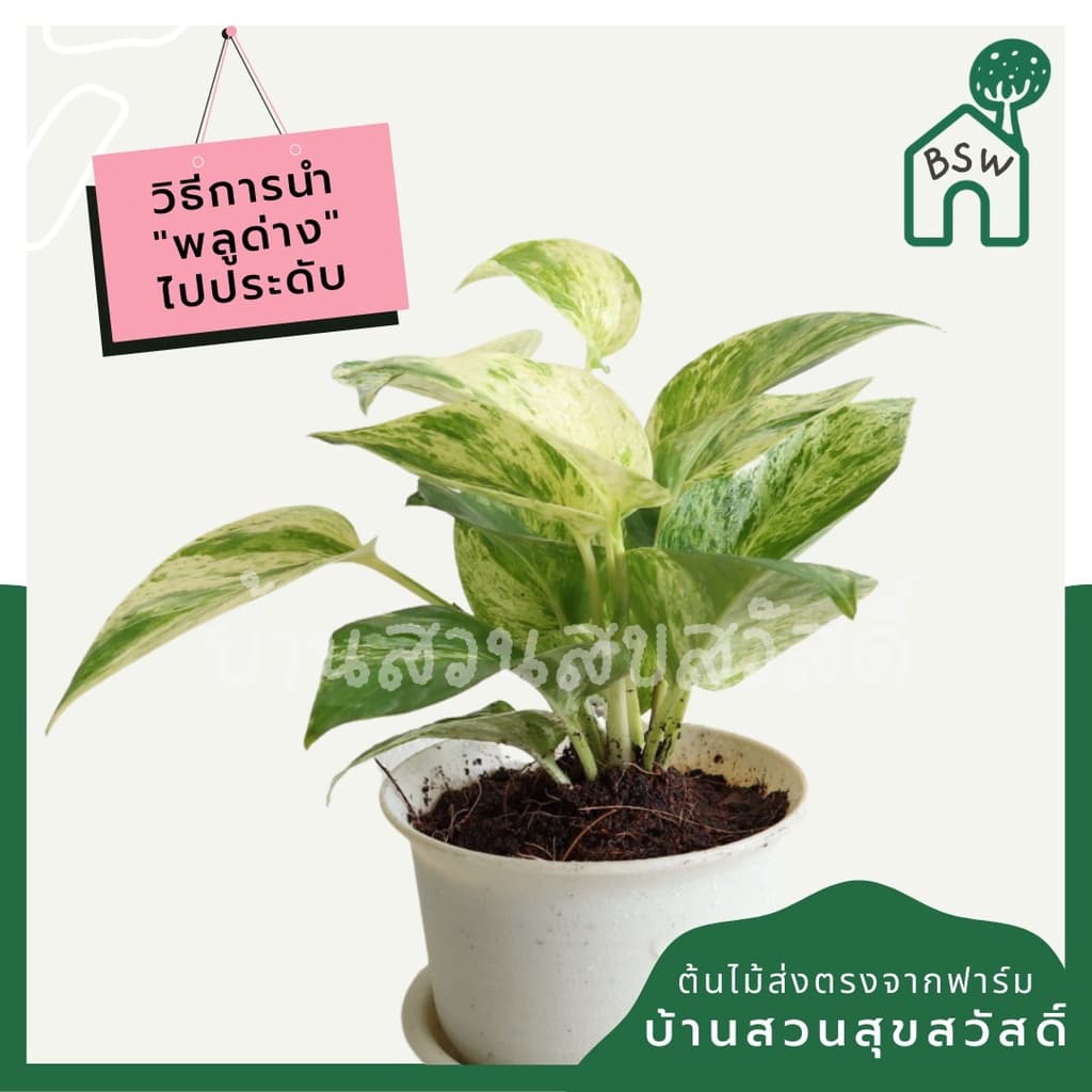 พลูด่างราชินีหินอ่อน กระถาง 3 นิ้ว มาในกระถางพร้อมตั้ง รูปที่ 4