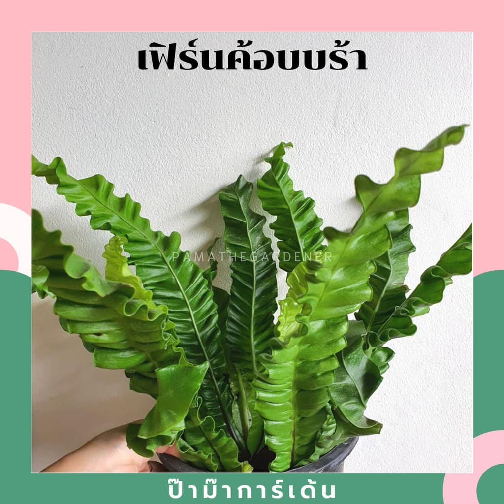 เฟิร์นคอบบร้า ในกระถางพร้อมตั้ง รูปที่ 2