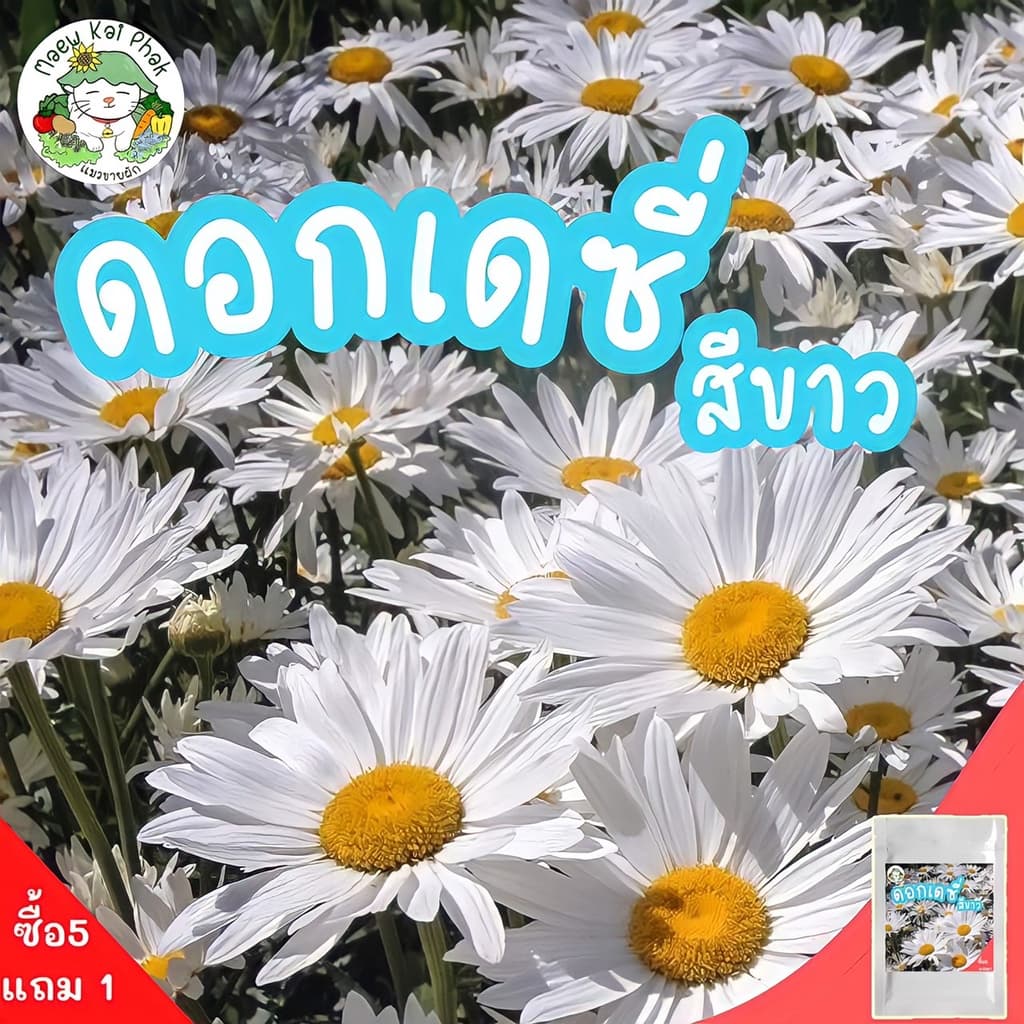 เมล็ดพันธุ์ รวมชุด ดอกไม้ ปลูกง่าย ดอกสวย ทานตะวันแคระ/เดซี่ขาว/คาโมมายล์/บานชื่น/กุหลาบเลื้อย/ฟอร์เก็ตมีน็อต รูปที่ 3