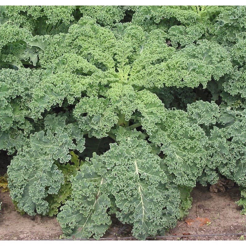 เมล็ดพันธุ์ ผักเคล Kale Seed หรือ ผักคะน้า ใบหยัก เคล / Siberian Kale ไซบีเรียน / แดงรัสเซีย Red Russian / เคลไซบีเรียน รูปที่ 3