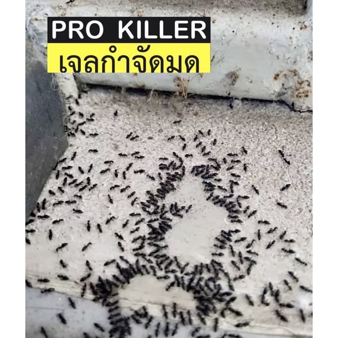 เจลกำจัดมด 50 กรัม PRO KILLER เจ้าของแบรนด์ รูปที่ 3