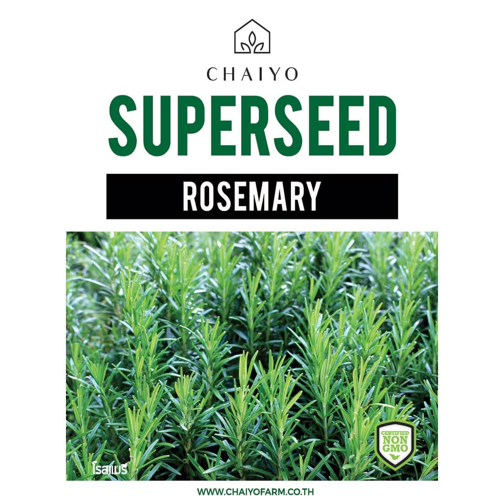 เมล็ด ROSEMARY seeds เมล็ดโรสแมรี รูปที่ 2