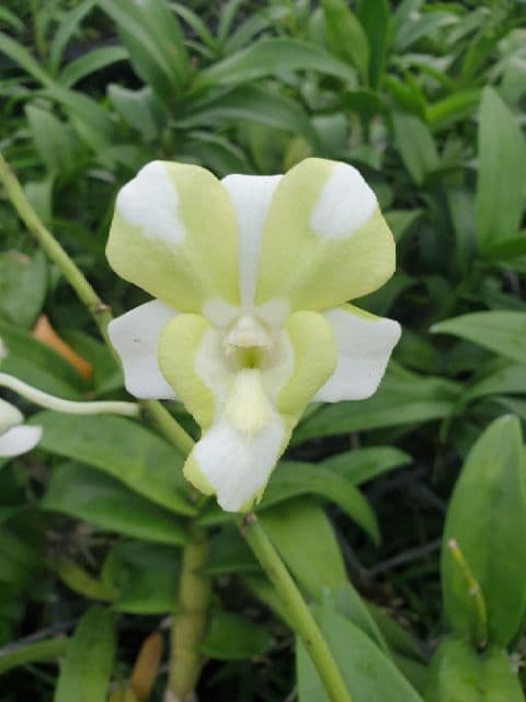 กล้วยไม้ สกุลหวาย หวายนิ้ว คละสี รูปที่ 4