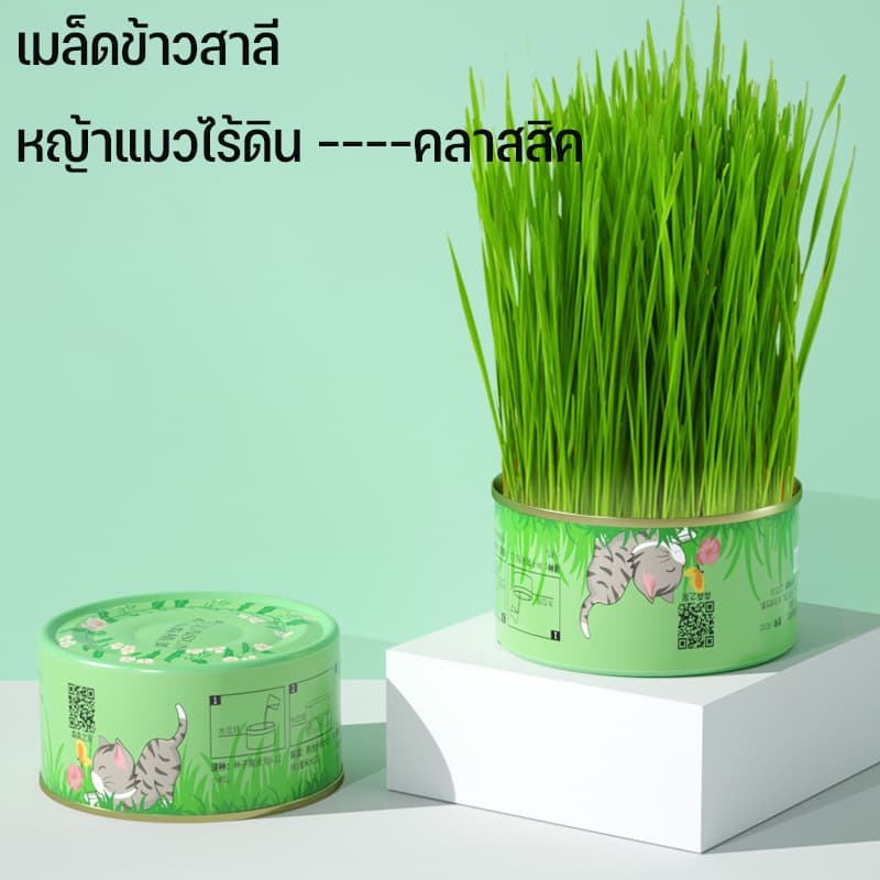 ！！หญ้าแมว ออร์แกนิค ต้นอ่อนข้าวสาลี ต้นข้าวสาลี สำหรับสัตว์เลี้ยง ต้นหญ้าแมวพร้อมทาน ส่งเสริมการย่อยอาหาร รูปที่ 8