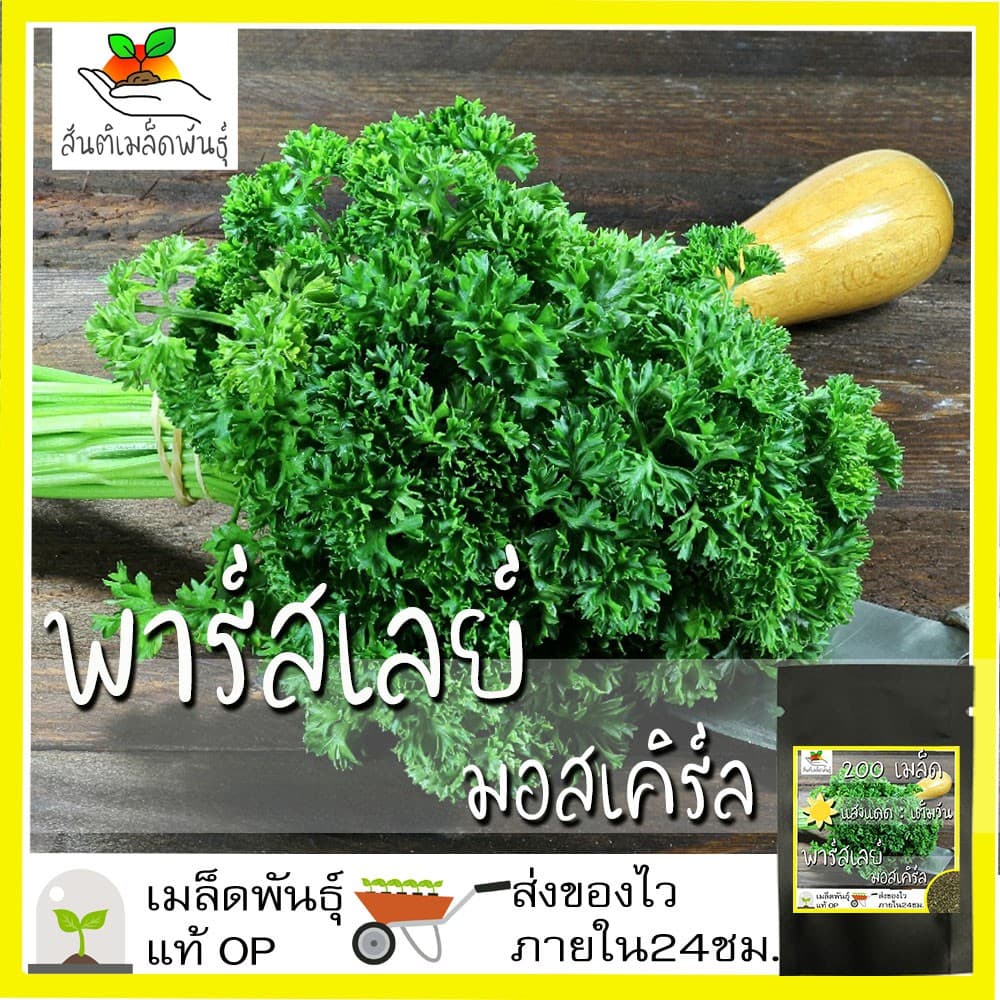 เมล็ดพันธุ์ พาร์สเลย์ มอสเคิร์ล 200 เมล็ด Moss Curled Parsley Seed เมล็ดพันธุ์แท้ นำเข้าจากต่างประเทศ ปลูกผัก สวนครัว รูปที่ 1