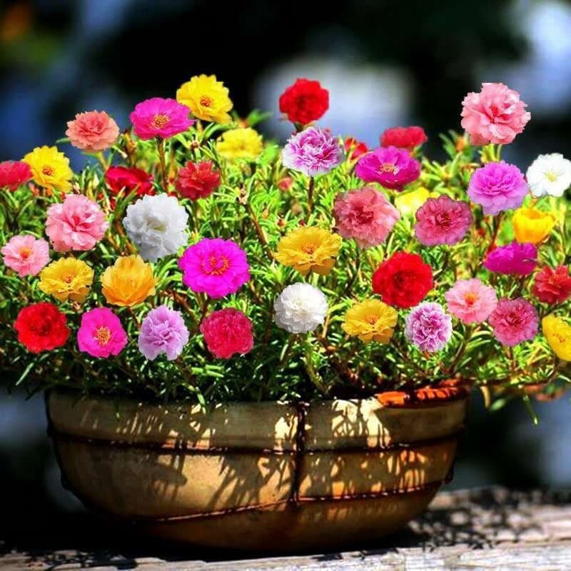 100 เมล็ด เมล็ดพันธุ์ แพรเซี่ยงไฮ้ คละสี คุณนายตื่นสาย รูปที่ 1