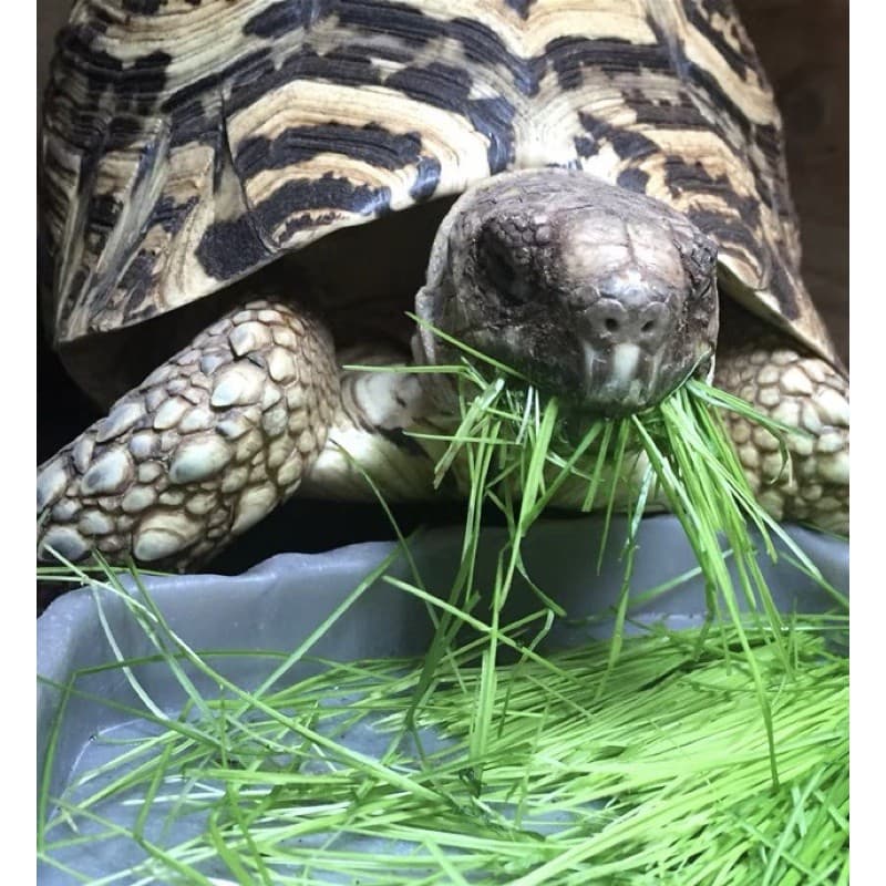 เมล็ดหญ้าทิโมธี Timothy อัลฟาฟ่า Alfalfa 30กรัม ปลูกหญ้าที่บ้านสำหรับให้เต่ากิน อาหารเต่าบก รูปที่ 4