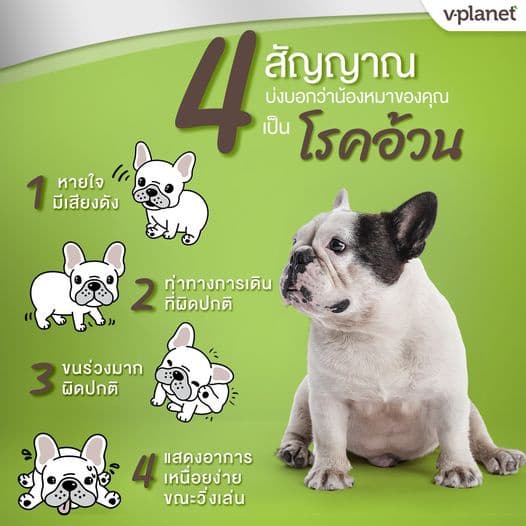 V-Planet อาหารสุนัขเม็ด สูตรเจ วีแกน 100% ทำจากพืช Plant-Based โปรตีนจากพืชไม่มีเนื้อสัตว์ 6.8kg รูปที่ 4