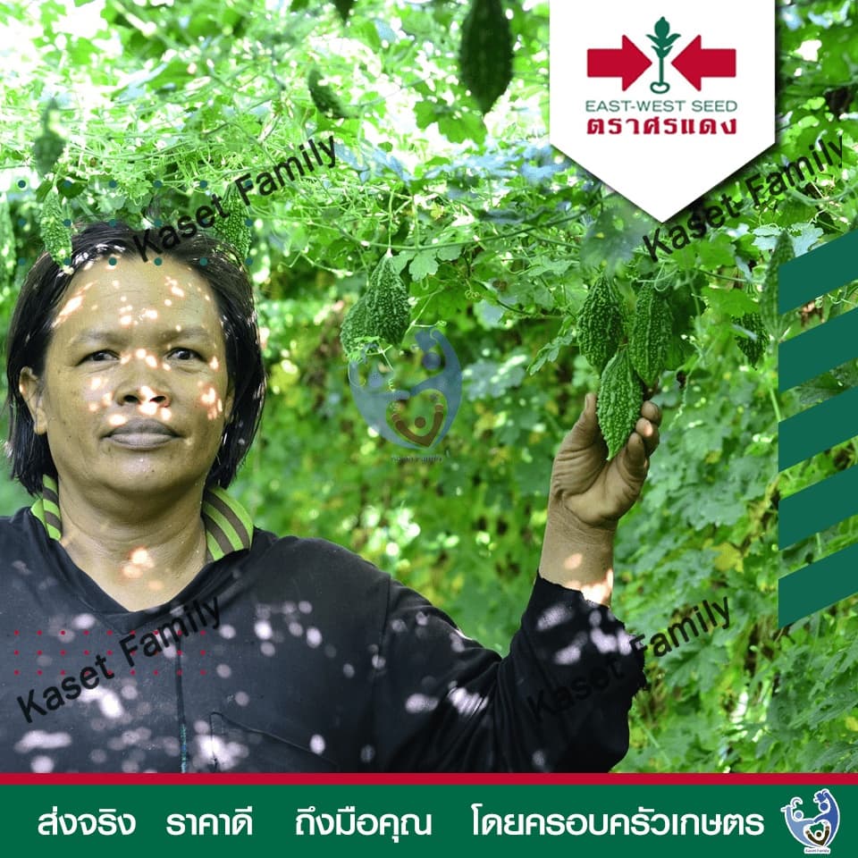 มะระขี้นก ไซเบอร์ บรรจุ 20 กรัม / 100 กรัม เมล็ดมะระขี้นก ตราศรแดง รูปที่ 8