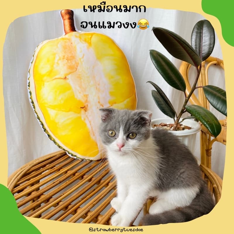 หมอนพิมพ์ลาย3Dรูปทุเรียนหมอนทองลูกโตๆใบใหญ่มากกก รูปที่ 9