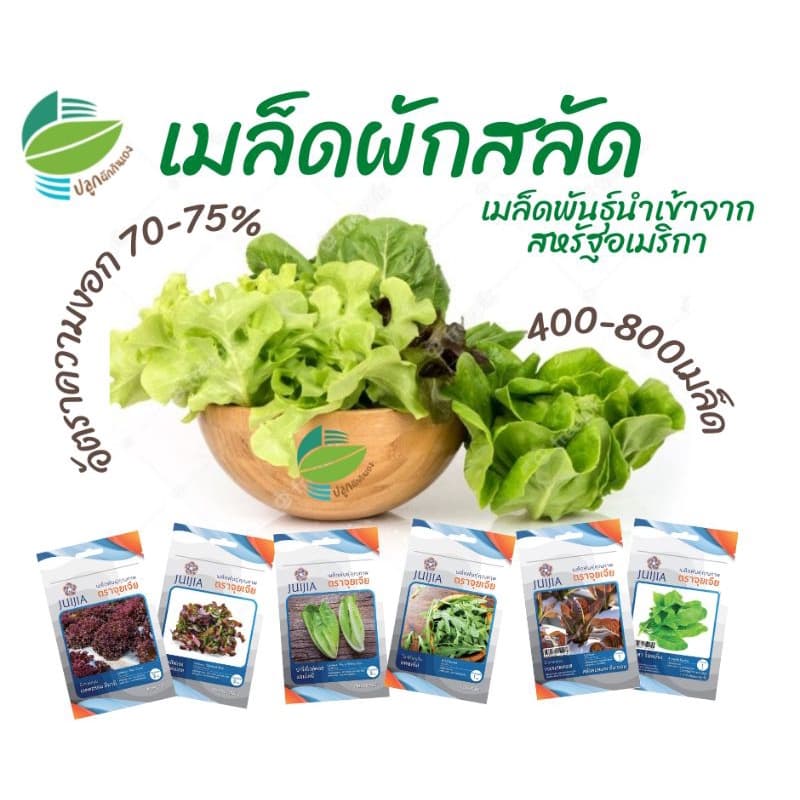 เมล็ดพันธุ์​ ผักสลัด 18 ชนิด ผักกาดหอม กรีนโอ๊ค คอส เรดโอ๊ค ฟิลเล่ย์ บัตเตอร์เฮด เรดคอรอล ไวลด์ร็อคเก็ต อรูกูล่า รูปที่ 2
