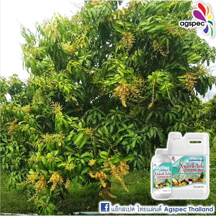 แอ็กซี่-ไบโอ สารสกัดเข้มข้นจากสาหร่ายทะเล Ascophyllum Nodosum 48% เปิดตาดอก เร่งยอด เร่งราก ขยายขนาด 500ซีซี 1ลิตร รูปที่ 7