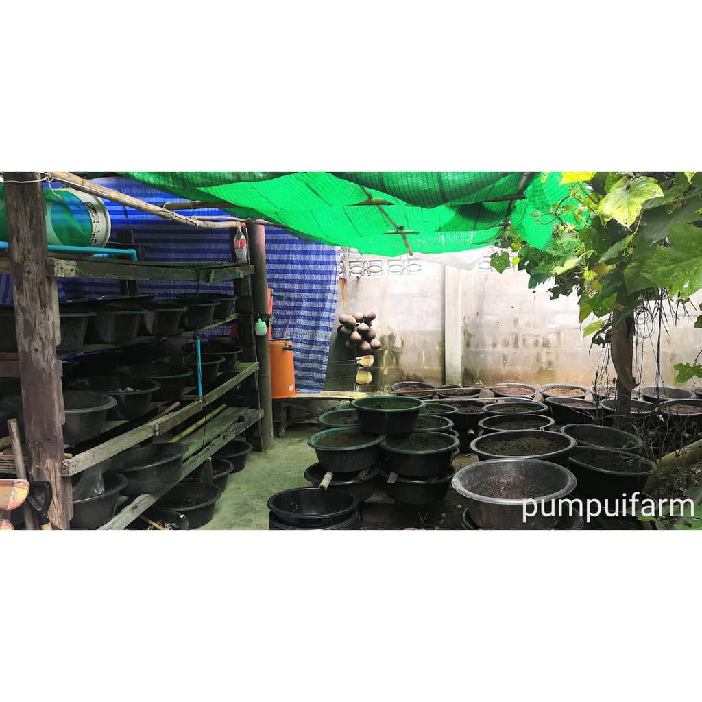 มูลไส้เดือน ร่อนสดใหม่ ทุกถุง vermicompost ขนาด 1 กก. kg รูปที่ 8
