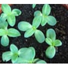 เมล็ดพันธุ์ ทานตะวันแคระ 50 เมล็ด Big Smile Sunflower Seed เมล็ดพันธุ์แท้100% รูปที่ 7