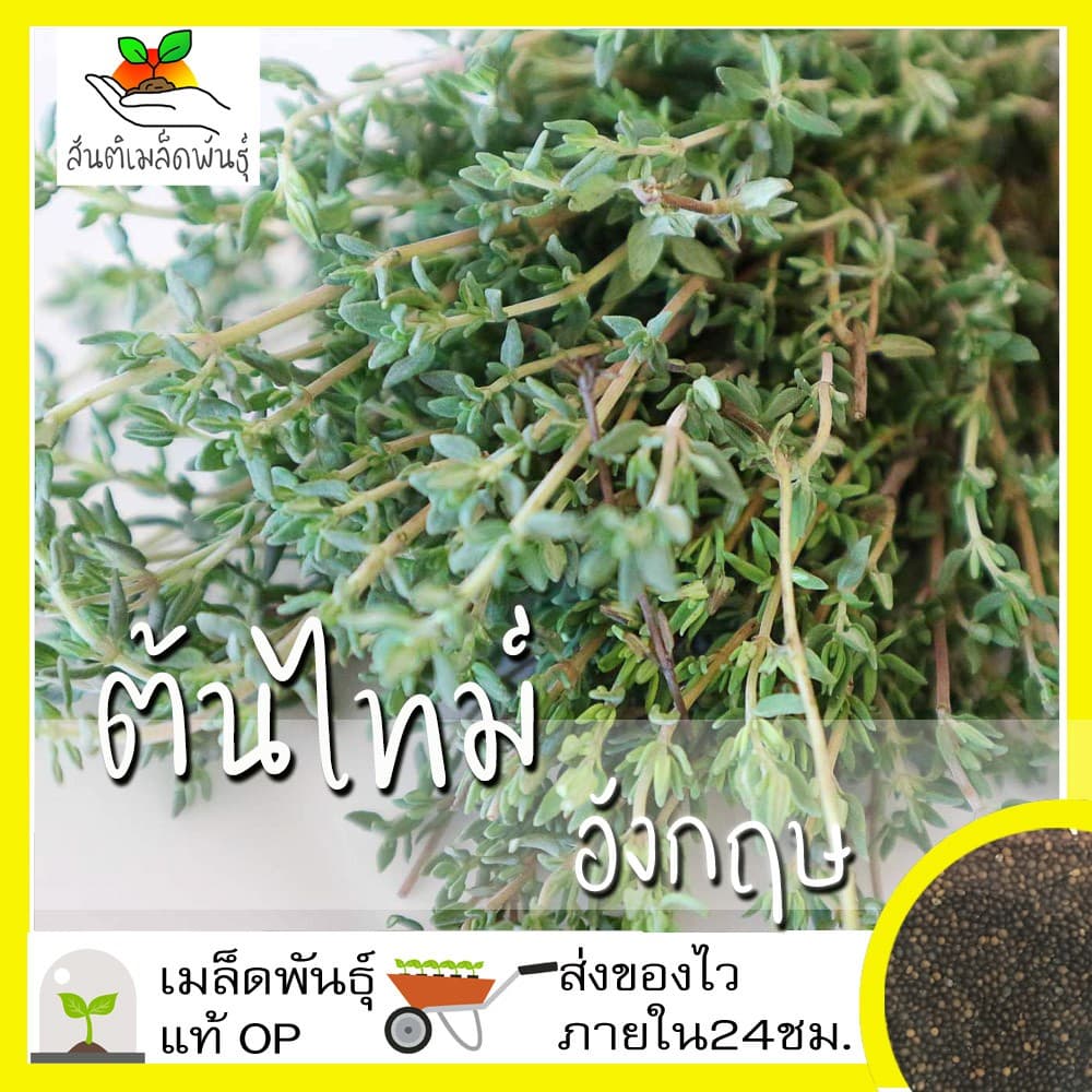 เมล็ดพันธุ์ ไทม์ อังกฤษ 500 เมล็ด English Thyme Seed เมล็ดพันธุ์แท้ นำเข้าจากต่างประเทศ ปลูกผัก สวนครัว ถูกดี ไธม์ รูปที่ 1