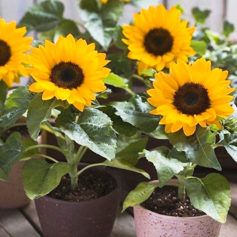 เมล็ดพันธุ์ ทานตะวันแคระ 50 เมล็ด Big Smile Sunflower Seed เมล็ดพันธุ์แท้100% รูปที่ 4