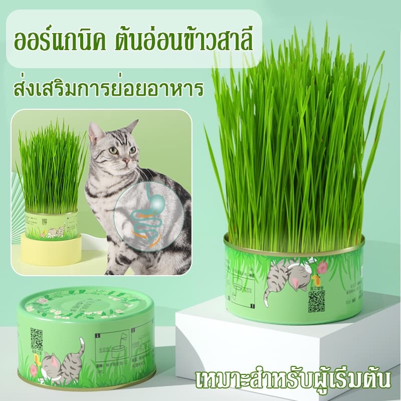 ！！หญ้าแมว ออร์แกนิค ต้นอ่อนข้าวสาลี ต้นข้าวสาลี สำหรับสัตว์เลี้ยง ต้นหญ้าแมวพร้อมทาน ส่งเสริมการย่อยอาหาร รูปที่ 1