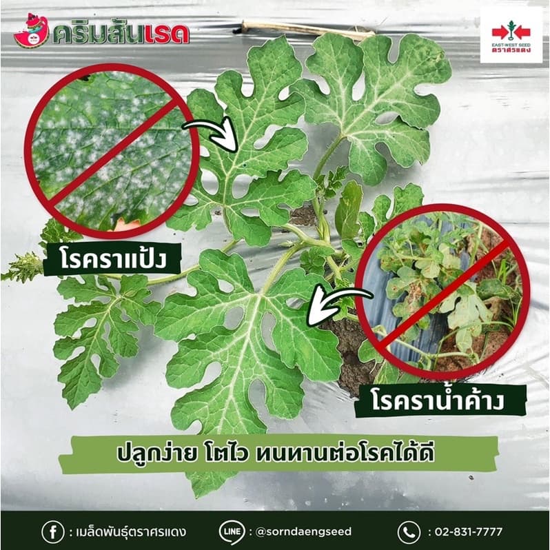 แตงโม คริมสันเรด ตราศรแดง 40กรัม รูปที่ 3