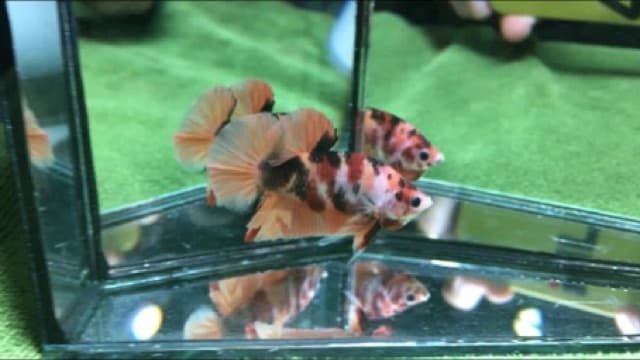 อาหารปลากัด Optimum Betta ขนาด 20 กรัม รูปที่ 5