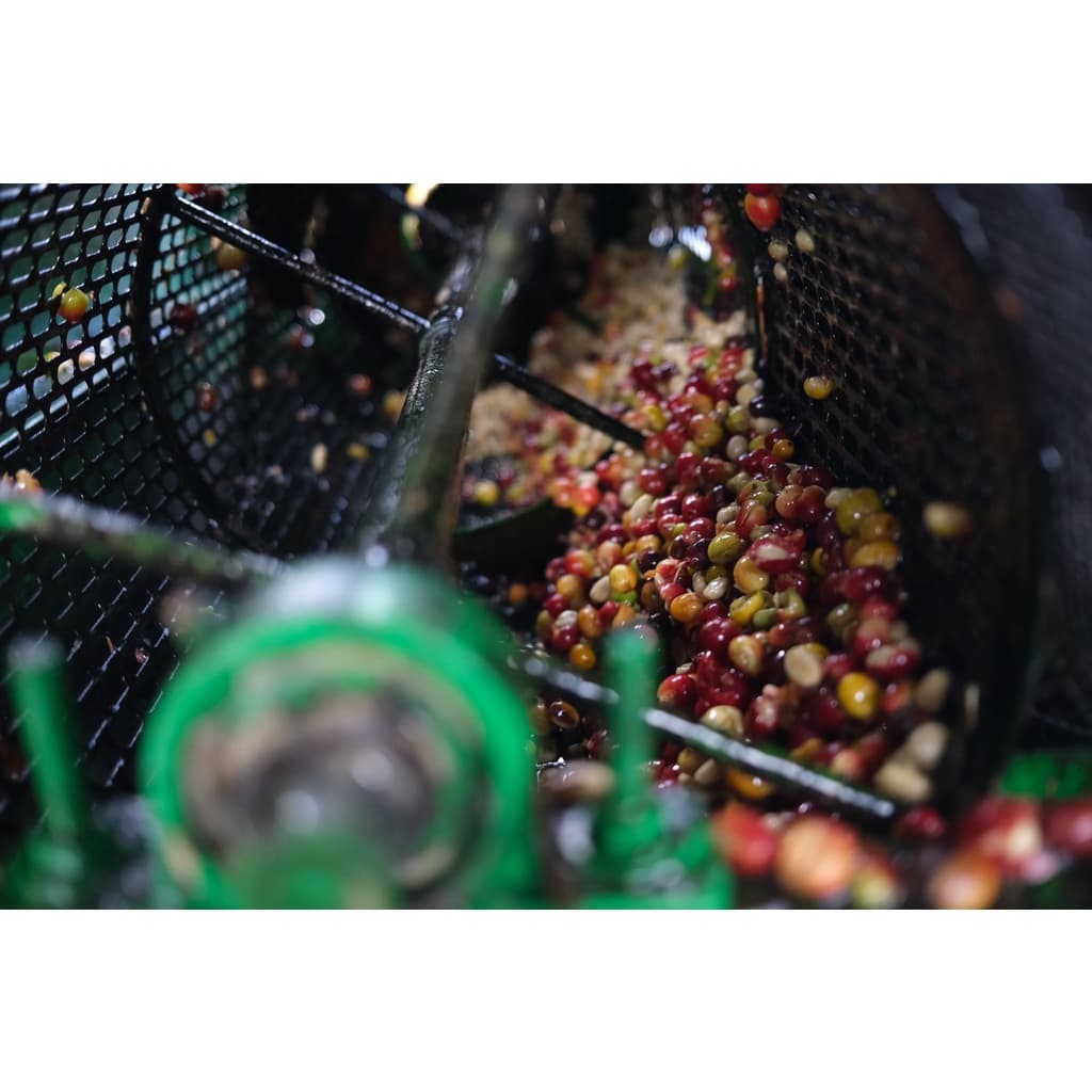 PS--Small Peaberry Dark Roast 1,000g. พีเบอรี่เล็กคละ คั่วเข้ม คั่วสดใหม่ตลอด รูปที่ 8