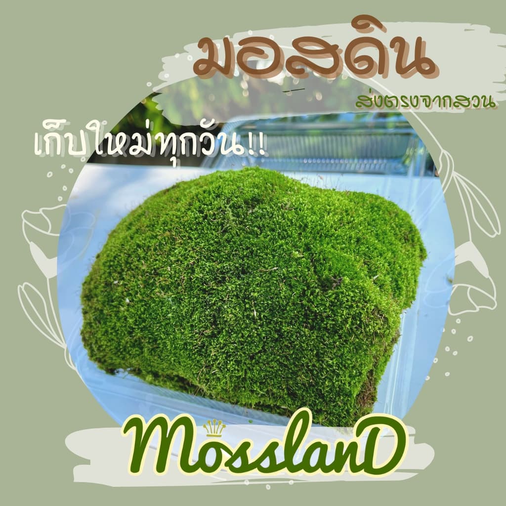 มอสดิน แบบกล่อง สดใหม่ให้เยอะ รีวิวดี ส่งตรงจากสวน มอสจัดสวน มอสสด มอส รูปที่ 7