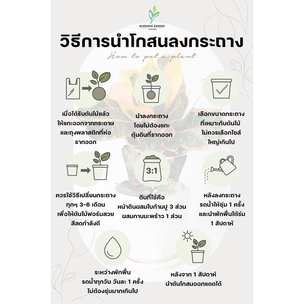 ต้นโกสนพันธุ์ สายรุ้งสยาม ไซส์ใหญ่ กระถาง 8" สูง 30-40 เซนติเมตร ซื้อ 10 แถม 1 รูปที่ 3