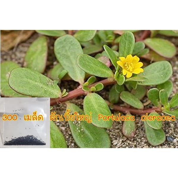 300 เมล็ด ผักเบี้ยใหญ่ Portulaca oleracea ผักอีหลู ผักตาโค้ง ผักเบี้ยดอกเหลือง ผักเบี้ยใหญ่ แดงสวรรค์ สมุนไพรไทย รูปที่ 1