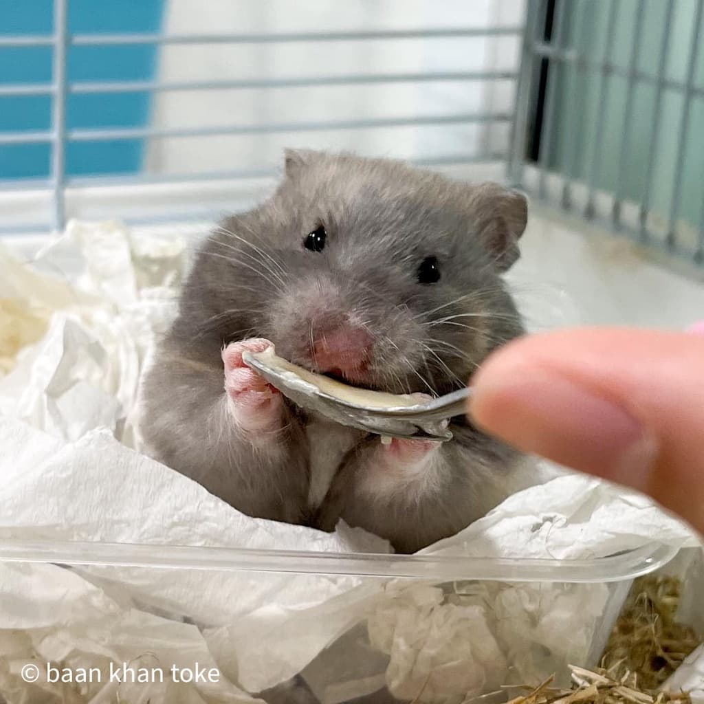 อาหารเสริม Nutri-ham by Dr.hamster อาหารพลังงานสูง สำหรับสัตว์ป่วย เบื่ออาหาร ฟื้นฟูหลังการผ่าตัด รูปที่ 6
